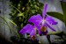 Výstava orchidejí (04)