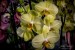 Výstava orchidejí (16)