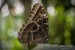 Motýli (14)